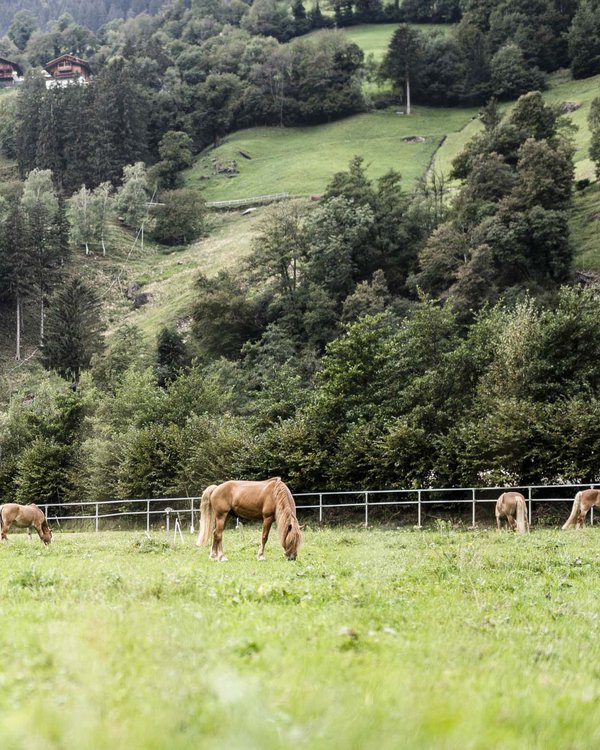 STROBLHOF: Ihr Hotel mit Kinderbetreuung in Südtirol STROBLHOF: Ihr Hotel mit Kinderbetreuung in Südtirol