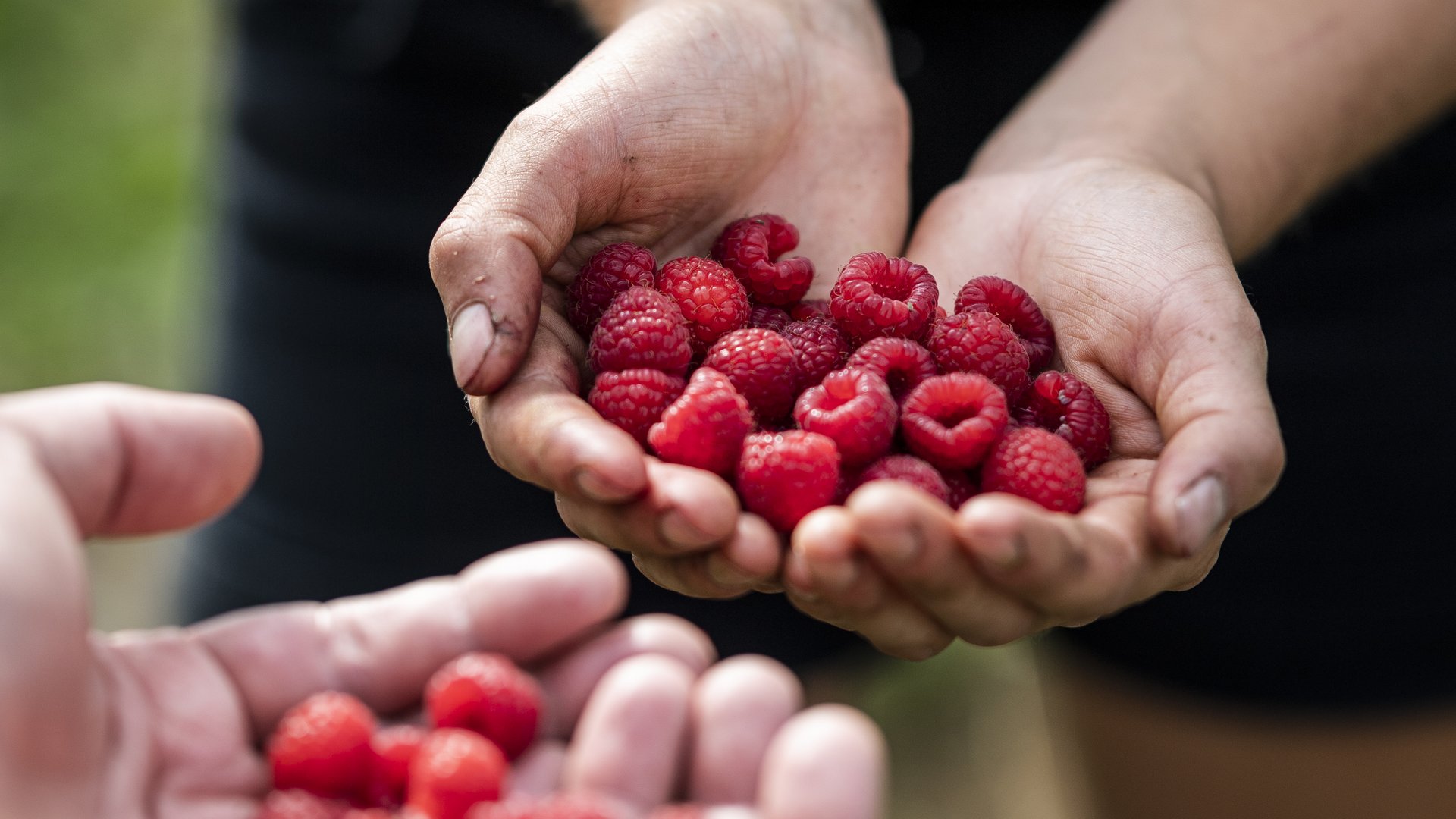 Sustainability at the Stroblhof Sustainability at the Stroblhof